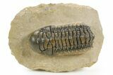 Detailed Crotalocephalina Trilobite - Atchana, Morocco #359548-1